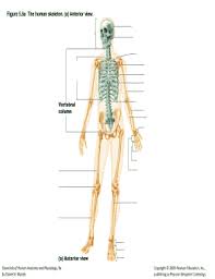 A joint is where two bones meet in the human body. Figure 5 6 Human Skeleton Fill Online Printable Fillable Blank Pdffiller