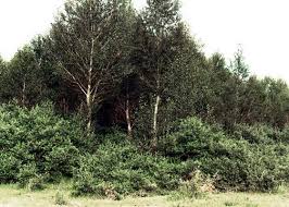 Image result for Hippocratea buchananii