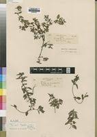 Image result for Otomeria