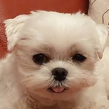 Rose Tsai (@rosetsai0304) • Threads, Say more