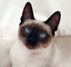 They have been handled everyday since birth. Siamese Siamese Breeders Group Of South Africa