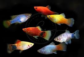 Image result for Platysepalum