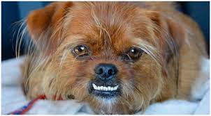 Underbite Dog Breeds And Other Teeth Problems The Goldens Club