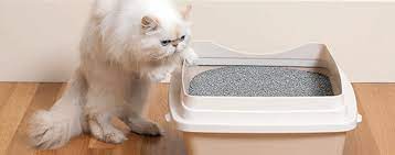 This kind of litter, made of silica dioxide sand, oxygen and water, looks like small little crystals. 5 Litter Box Tips For Litter Box Problems Arm Hammer Cat Litter