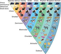 This Chapter Looks At The Way Biologists Classify Living Organisms We Start By Looking At The Necessity And R Animal Classification Taxonomy Biology Taxonomy