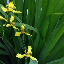 The others are newer ones. Neomarica Longifolia Yellow Walking Iris Walking Iris Plant Grass Florida Plants