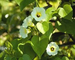 Image result for Turbina longiflora