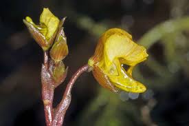 Image result for Utricularia simulans