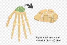Hand And Wrist Bones Unlabeled Hd Png Download 770x533 4636499 Pngfind Are you searching for cartoon hand png images or vector? wrist bones unlabeled hd png download