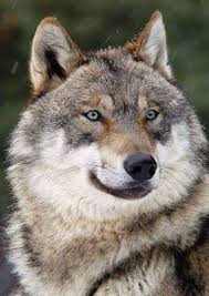 Pin By Molly Stover On Wolves Of Wonder Canadian Animals Wolf Dog Wolf Husky