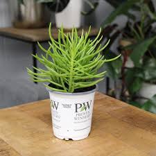 Image result for Senecio barbertonicus