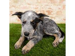 As the name implies, this breed originates down under. Australian Cattle Dog Puppies Petland Lancaster Ohio