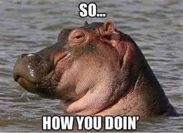 15 Hilarious Hippo Memes Funny Animals Hippopotamus Funny Animal Pictures