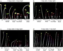 White russian's rich kale flavor sweetens after frost, and leaves are tender whether cut at baby stage or harvested for mature bunches. Phenotypes Of 4 Day Old Red Russian Kale Seedlings Under Selective Download Scientific Diagram