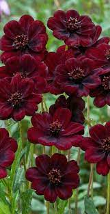 Chocolate Cosmos From Australia Beautiful Flowers Amazing Flowers Planting Flowers