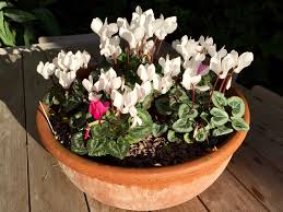 In shady spots the roots can sometimes spread strongly, with. Planting Containers For Winter Colour The Frustrated Gardener