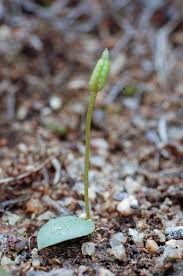 Image result for Ophioglossum costatum