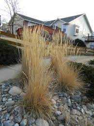Plant bare root grasses in spring only. Time To Cut Back The Karl Foerster Colorado Yard Care
