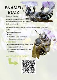 Image result for Lipotriche pungens