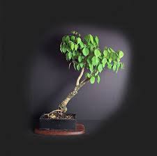 10 Unique Medicinal Bonsai Ideas Bonsai Bonsai Tree Bonsai Nursery
