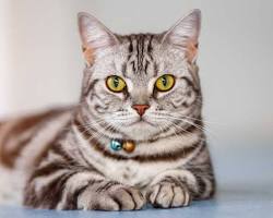 アメリカンショートヘア猫の画像