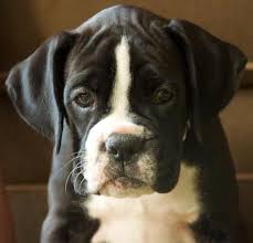 Black And White Boxer Dog Http Www Codmanhillboxers Com Zoe 20close 20up2 Jpg Boxer Puppies Black Boxer Puppies Boxer Dogs