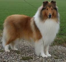 Yildiz Yagmur Adli Kullanicinin Animals Panosundaki Pin 2020 Kopek Turleri Collie Puppies Collie