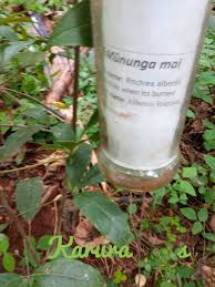 Image result for Ritchiea