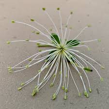 Image result for Maerua descampsii