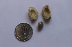 Image result for Shirakiopsis