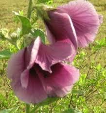 Image result for Chloris mossambicensis