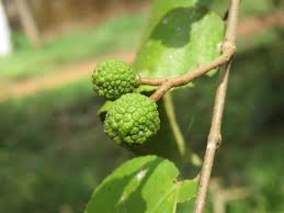 Image result for Guazuma