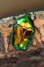 Black Beetle Stink Bug Beetle Cool Insects Beetle Insect Beautiful Bugs