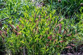 Image result for Senecio polyanthemoides