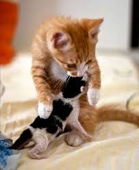 Caturday Google Cute Kittens Guzel Kediler Cok Sirin Hayvanlar