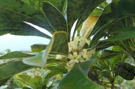 Image result for Pittosporaceae