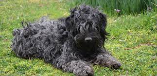 Pin On Guia De Racas My Txai