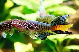 Image result for Raphidiocystis