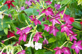Taller crops may need support for the height they attain. 10 Outstanding Tall Growing Annuals Garden Lovers Club
