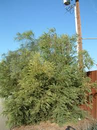Image result for Acacia podalyriifolia