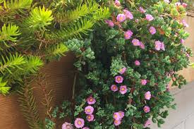 Mature sedum with established roots can tolerate at least a month of drought. Trailing Succulents Surreal Succulents