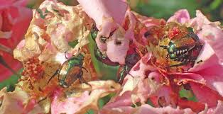 It is not very destructive in japan, where it is controlled by natural predators, but in north america, it is a noted pest of about 300 species of plants including rose bushes, grapes. Https Www Julius Kuehn De Media Veroeffentlichungen Flyer Japankaefer Pdf