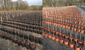 If you want an ornamental tree or shrub or fruit tree or bush frank p matthews is the place. Frank Matthews Trees On Twitter Thousands Of Freshly Potted Fruit Trees We Will Grow Prune And Shape These Throughout The Summer For Despatch To Garden Centres This Autumn Trees Fruittrees Treesforlife Frankpmatthews