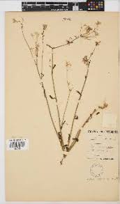 Image result for Emilia abyssinica