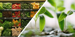 Maybe you would like to learn more about one of these? Growing A Mixed Fruit And Vegetable Garden Eising Garden Centre