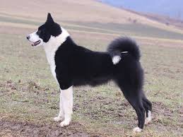 Image result for karelský medvědí pes