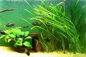 Image result for Vallisneria