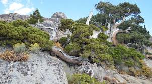 Loads of peach trees are grown in the state of nevada and you can have a lot of success planting these types of trees here. Pin On Bonsai