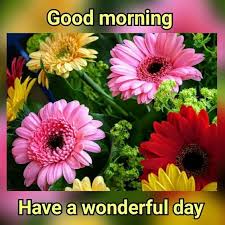 See more ideas about good morning beautiful quotes, good morning beautiful, good morning greetings. Have A Wonderful Morning Colorful Flowers Good Morning Good Morning Quotes Wond Good Morning Beautiful Flowers Good Morning Images Flowers Good Morning Flowers