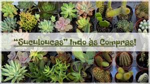 È la prima telenovela brasiliana coprodotta da mediaset. Orostachys Boehmeri Como Cuidar Comprar Barra De Ouro